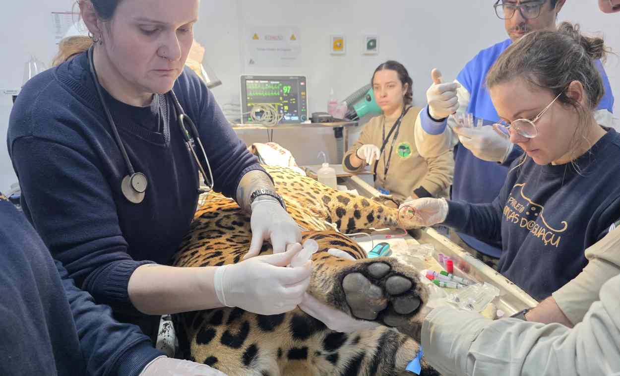Qual será o destino de Tape’ỹ, a onça encontrada em área urbana de Foz?