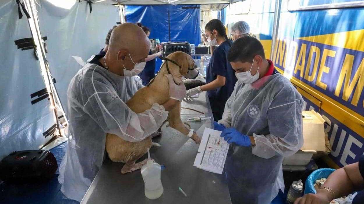 Projeto exige anestesia completa em castração de cães e gatos no Paraná