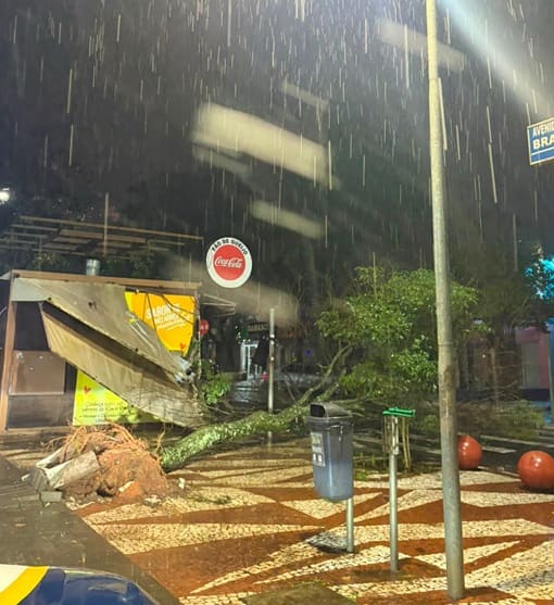 Queda de árvore na Avenida Brasil.