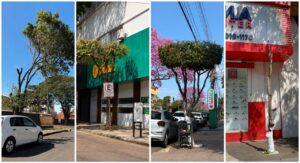 Árvore sem copa é casa sem telhado