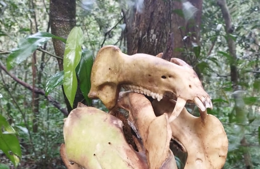 caça parque nacional