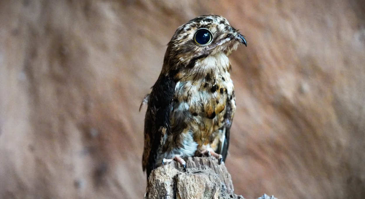 Após fratura, urutau ganha novas penas em procedimento no Parque das Aves