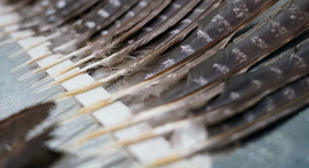 As penas quebradas não causam dor ao animal. No entanto, prejudicam suas funções de voo e movimentação. Foto: Parque das Aves/divulgação