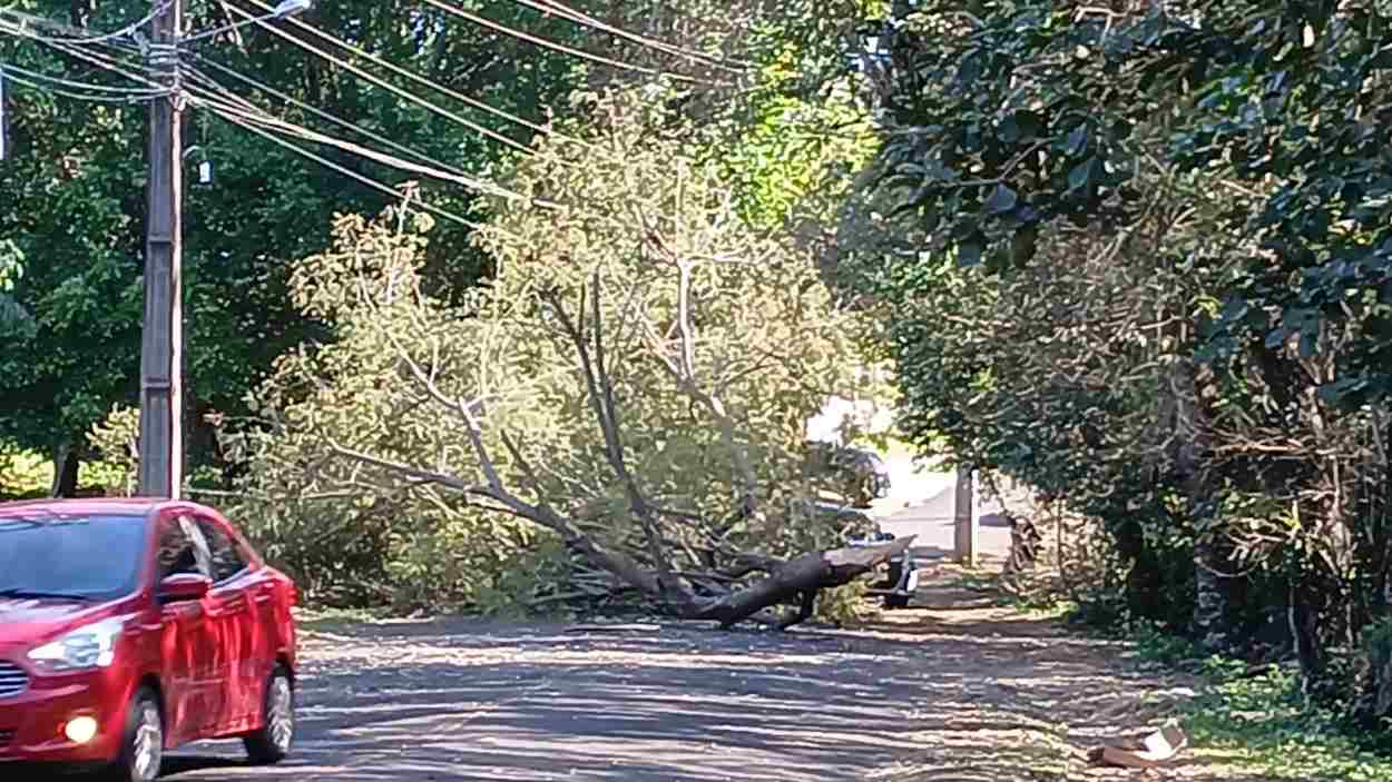 Ventos de até 70km/h causam queda de árvores em Foz do Iguaçu