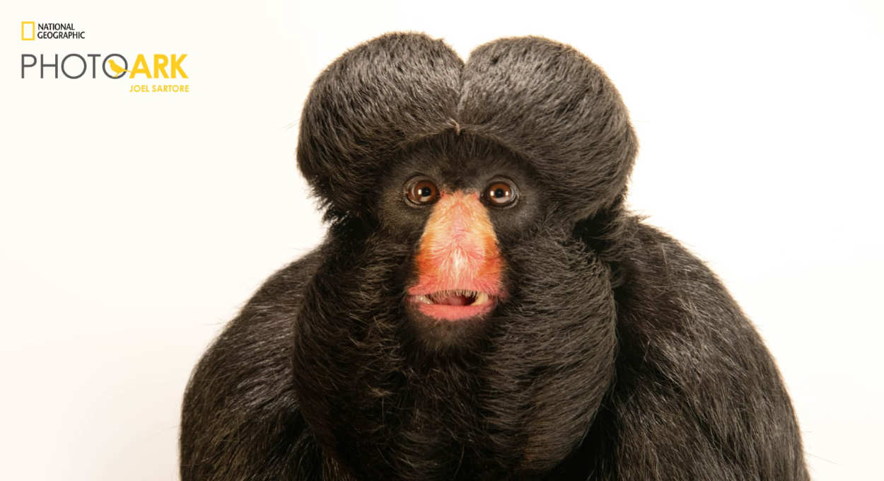 Zoo Park Foz tem fotos de espécie ameaçada publicadas pela National Geographic