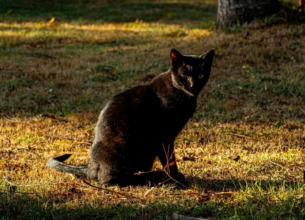 gatos