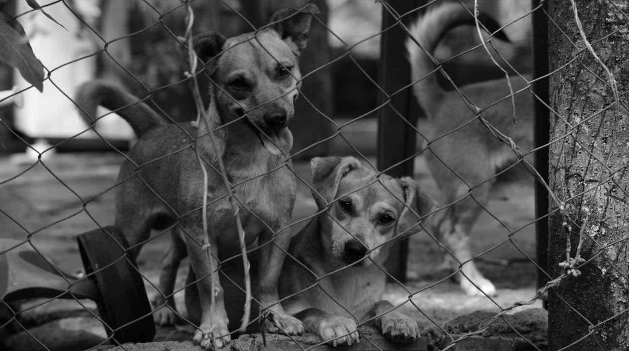 Abandono de cães e gatos vira problema de saúde pública em Foz do Iguaçu