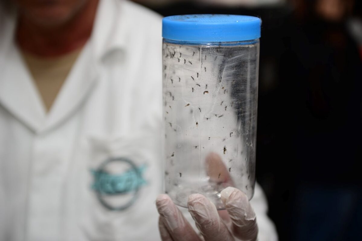Foz amplia ação contra dengue com nova fase do Método Wolbachia