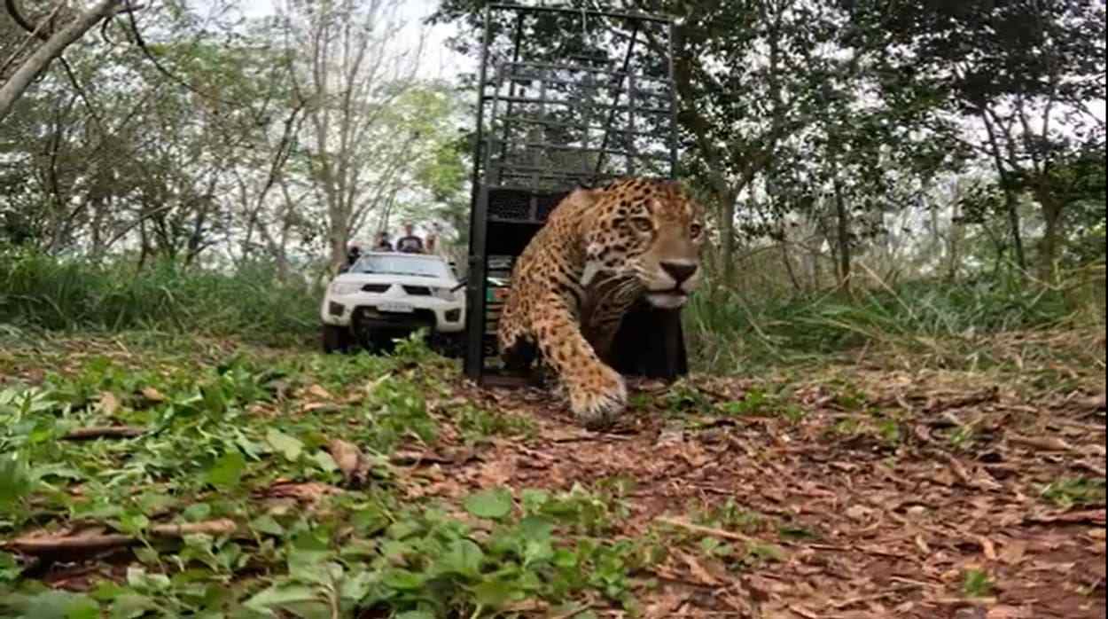 Onça-pintada resgatada nas ruas de Foz do Iguaçu é solta no Parque Nacional