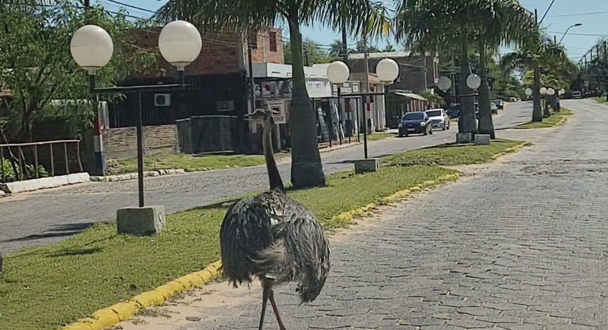 Avestruz e onça-pintada: animais passeiam pelas ruas no Paraguai