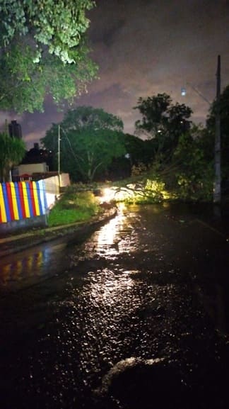 Queda de árvore ao lado do CMEI em Foz do Iguaçu