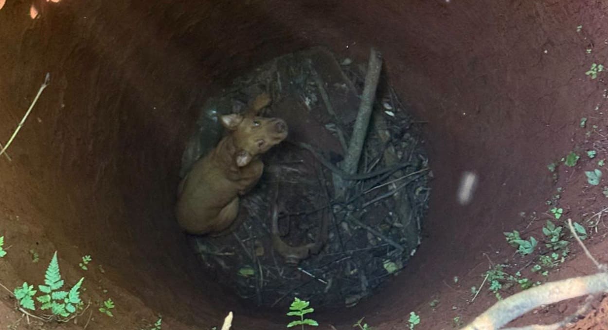 Bombeiros resgatam pit bull que caiu em poço na Argentina