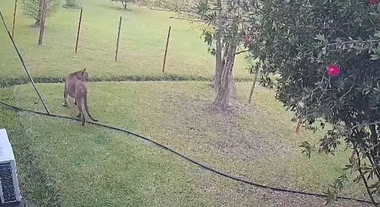 Vídeo mostra onça no quintal de casa na Argentina — assista