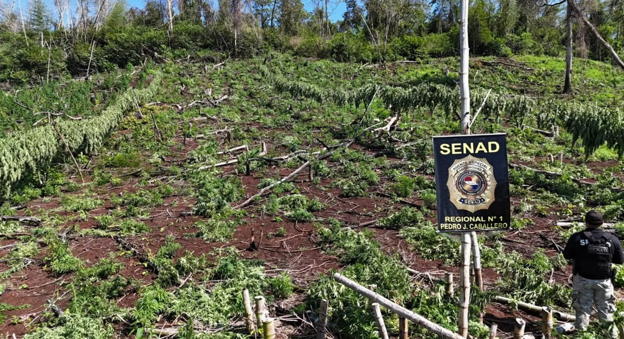 Tráfico de drogas: onde ficam as plantações de maconha no Paraguai?