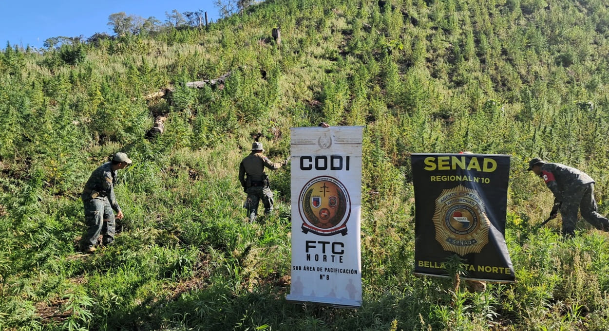 Paraguai destrói quase 50 toneladas de maconha na fronteira