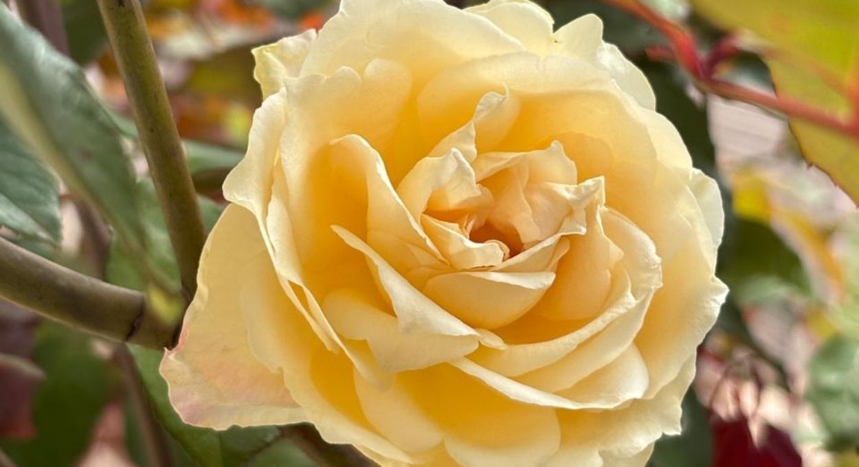 E viva a primavera