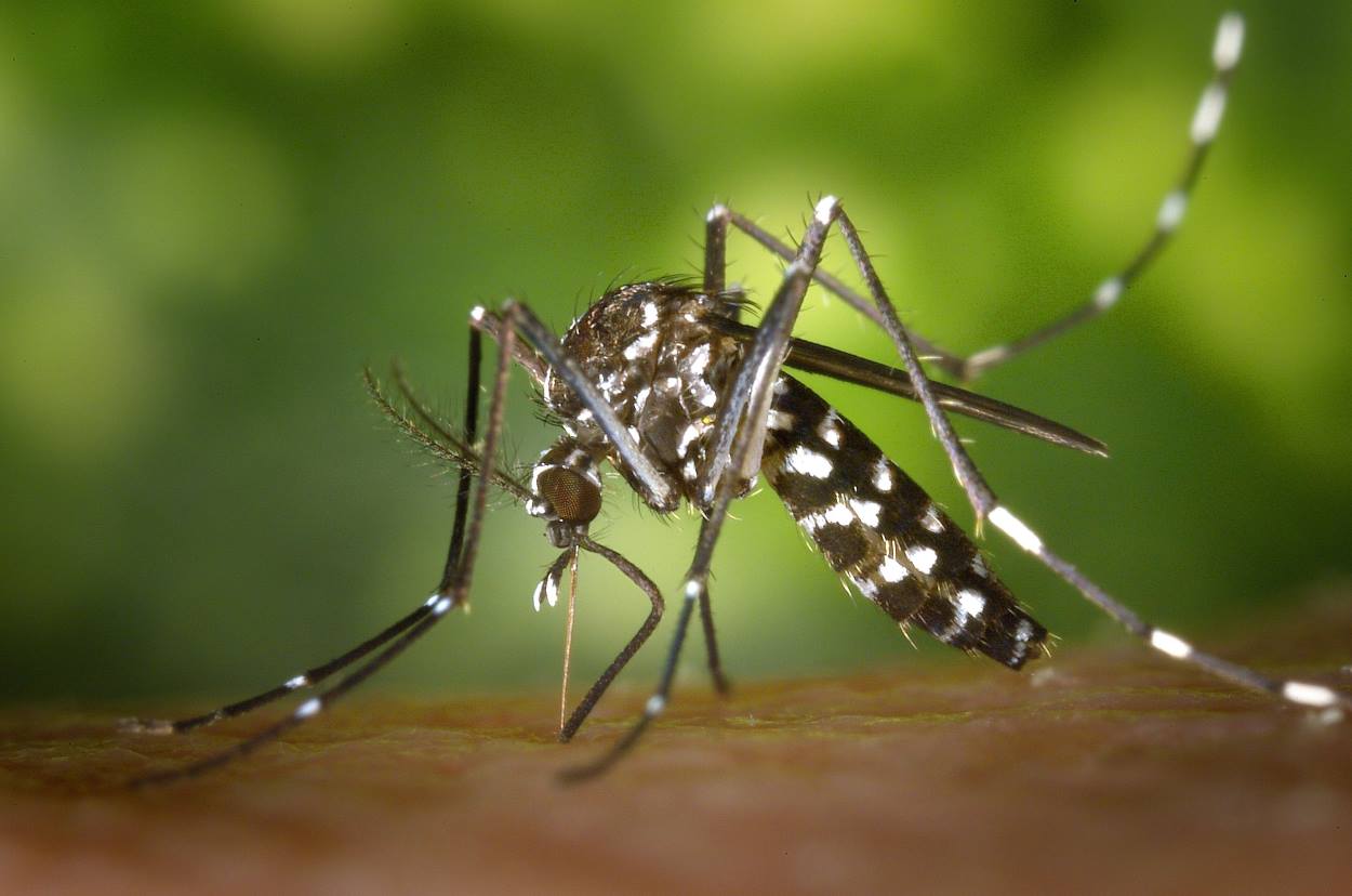 Foz reforça ações contra dengue, e população deve manter cuidados
