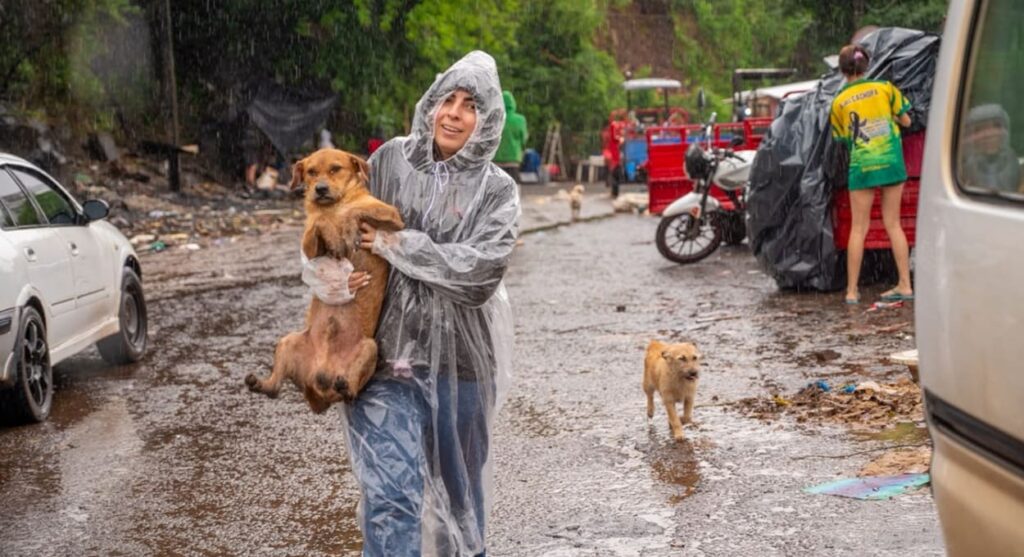 Resgate de animais de estimação nas áreas afetadas.