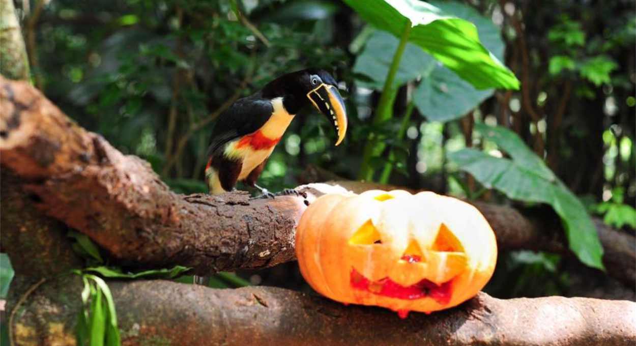 Parque das Aves prepara Halloween com atividades temáticas