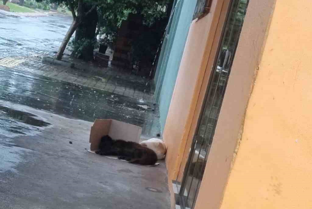 animais abandonados