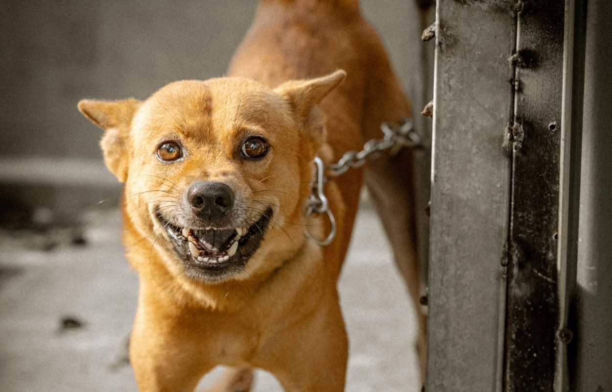Foz deverá informar como fiscaliza casos de animais acorrentados e sob maus-tratos