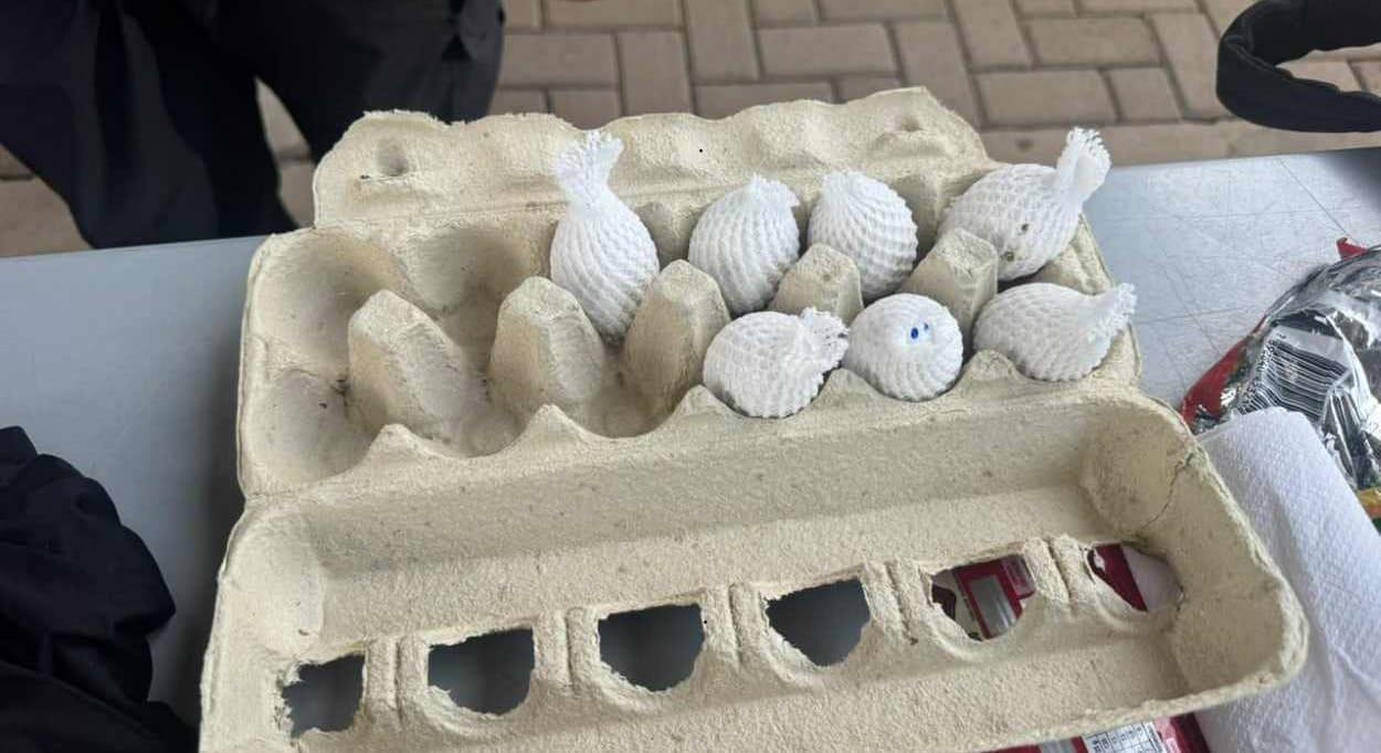 Casal é flagrado com 32 ovos de aves que podem valer 50 mil euros cada um