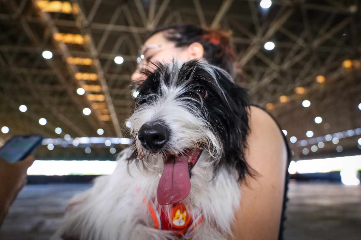 CastraPet terá atendimento gratuito em Santa Terezinha de Itaipu em novembro