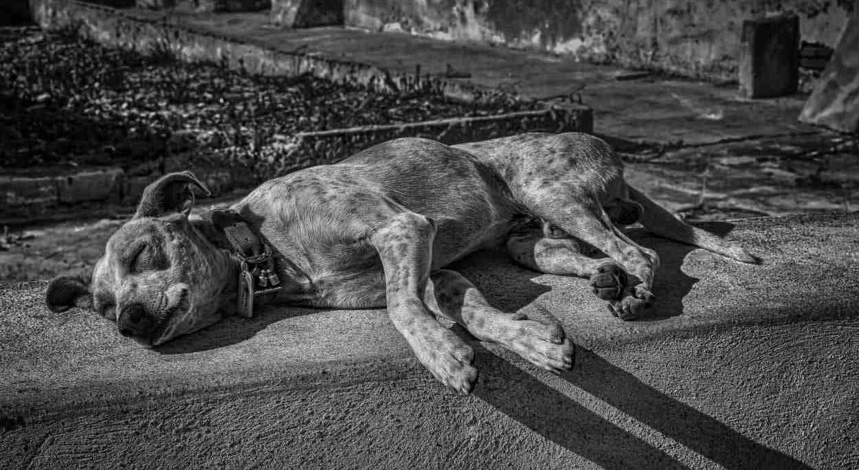 Maus-tratos a animais aumenta em Foz do Iguaçu; casos envolvem cães, gatos e cavalos