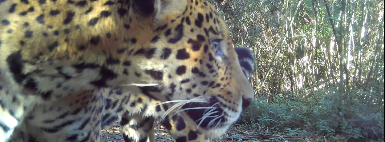 Onça-pintada é flagrada por câmeras no Parque Nacional do Iguaçu